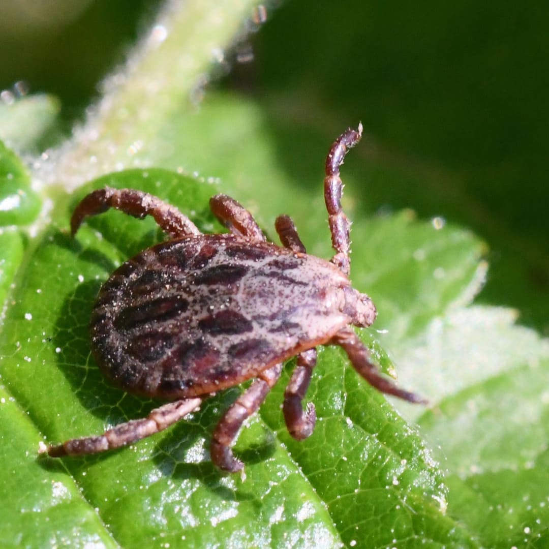 Red ornate cow tick on tree leaf