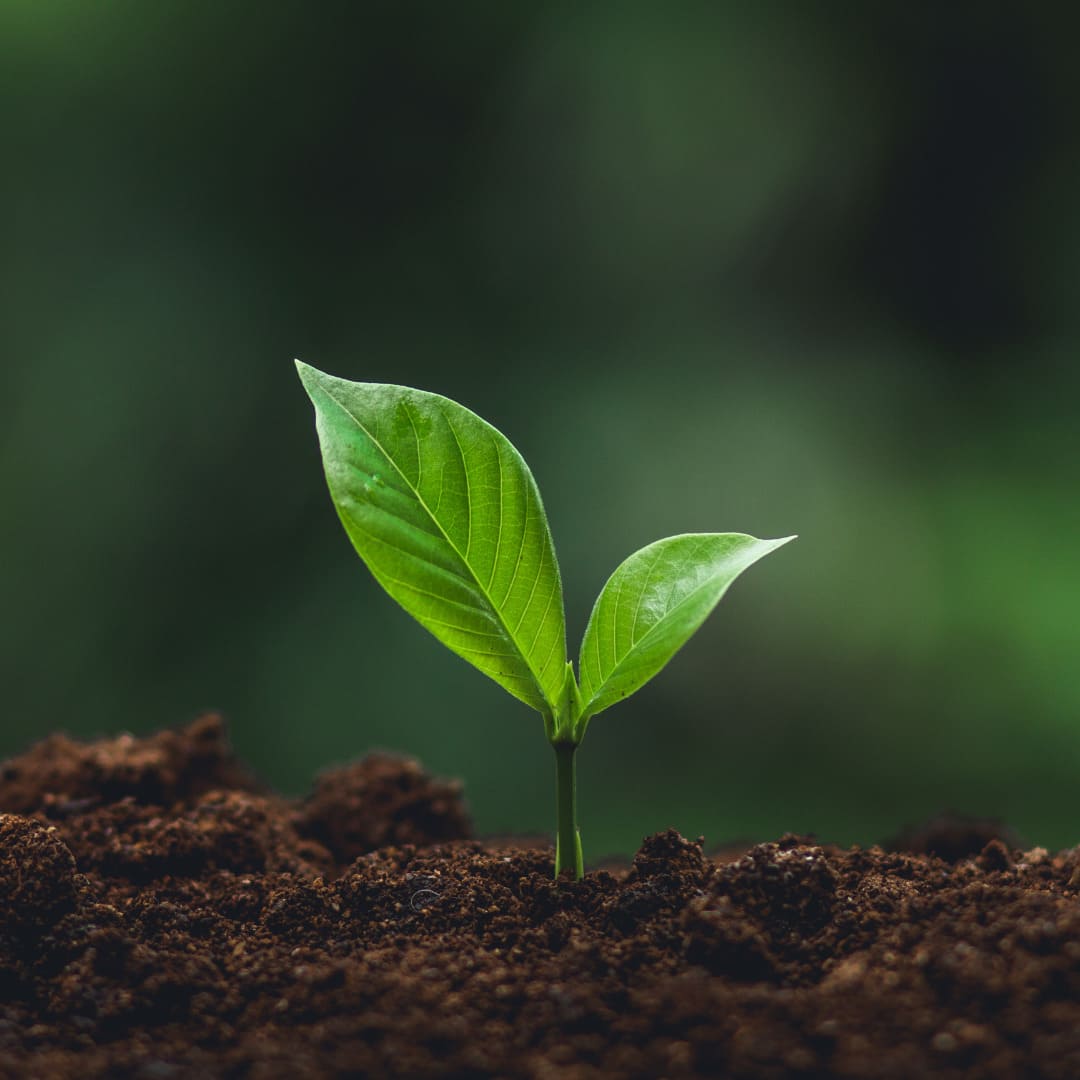 Nutrient deficiencies to small plants grow in soil