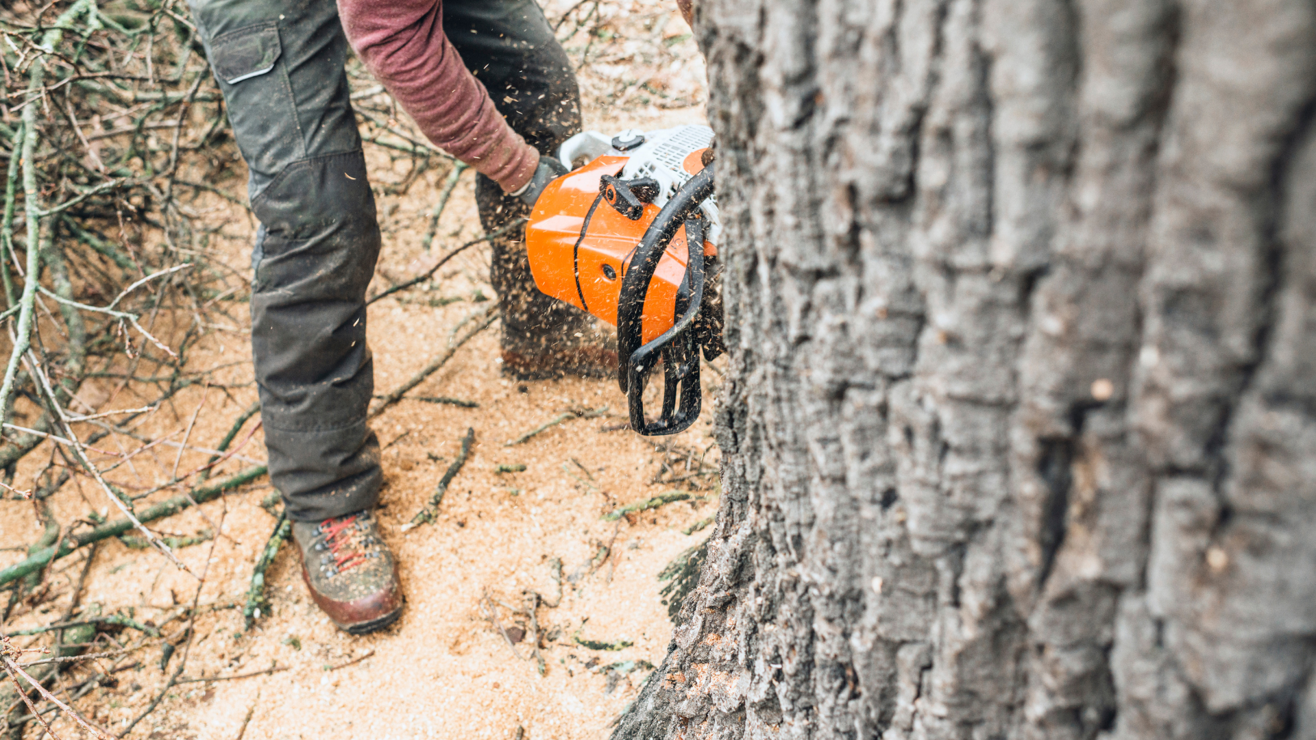 Tree Removal Company in New Haven County