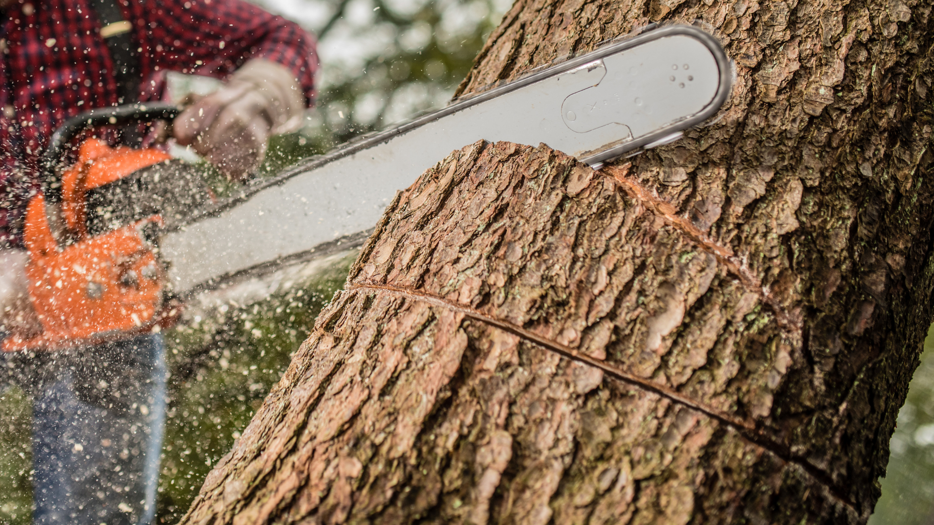 Tree Cutting in New Haven County